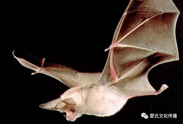 超级病原体蝙蝠的自述人类千万不要吃我