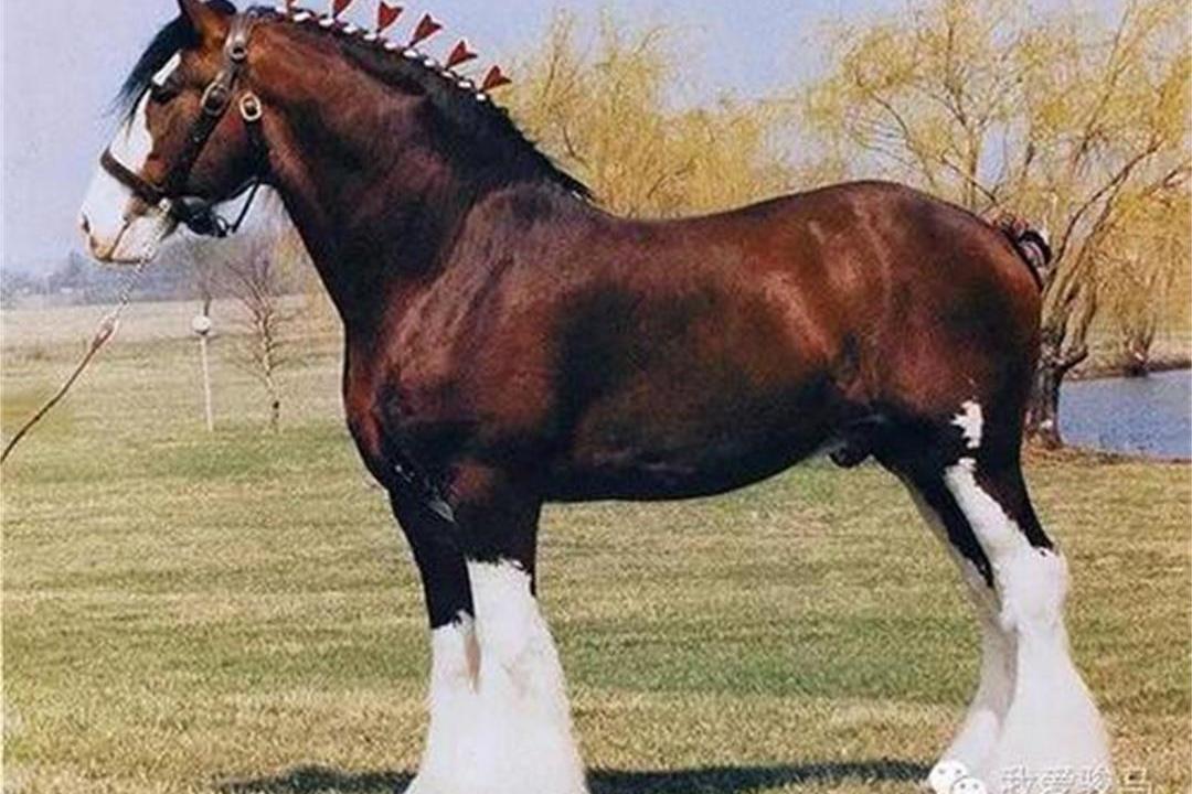 体型最大的巨型马体重3000多斤也是唯一不能骑的马