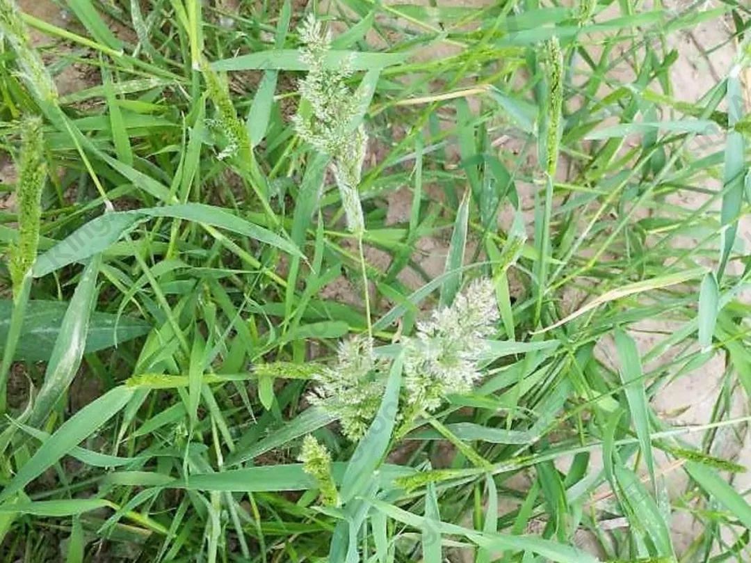 小麦田禾本科杂草详细识别