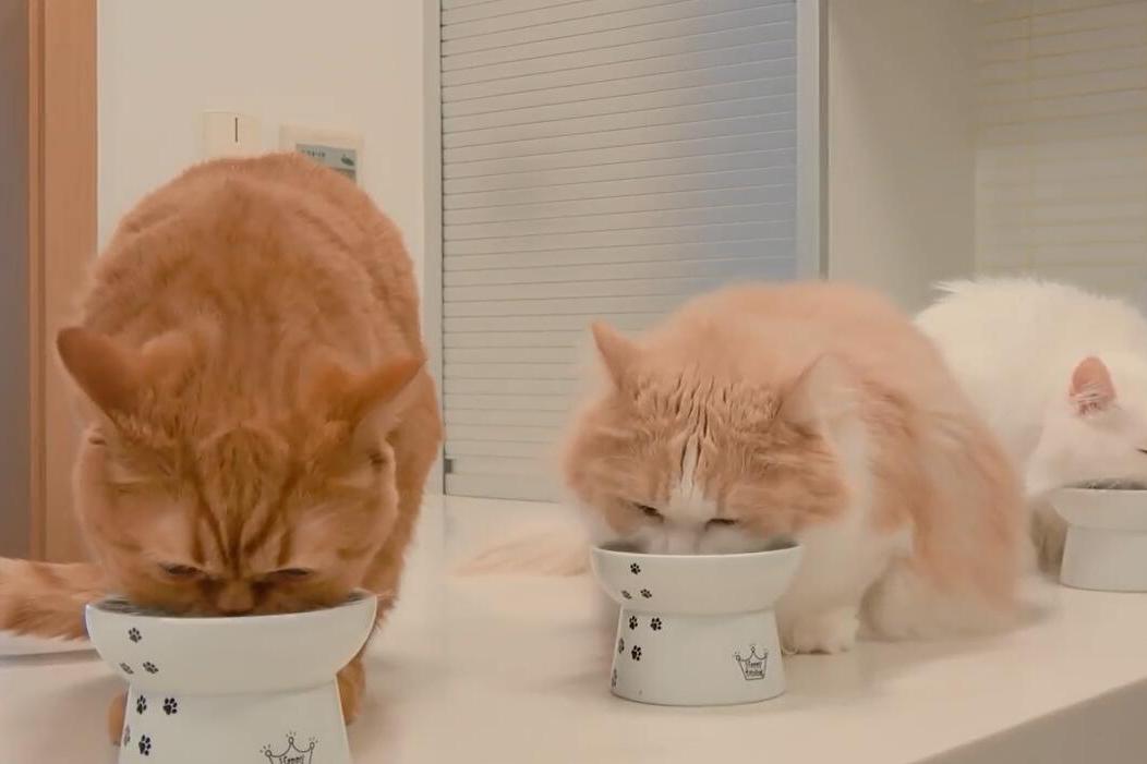 美女铲屎官哄七只猫咪吃饭猫咪们都被宠坏了它们很可爱哦