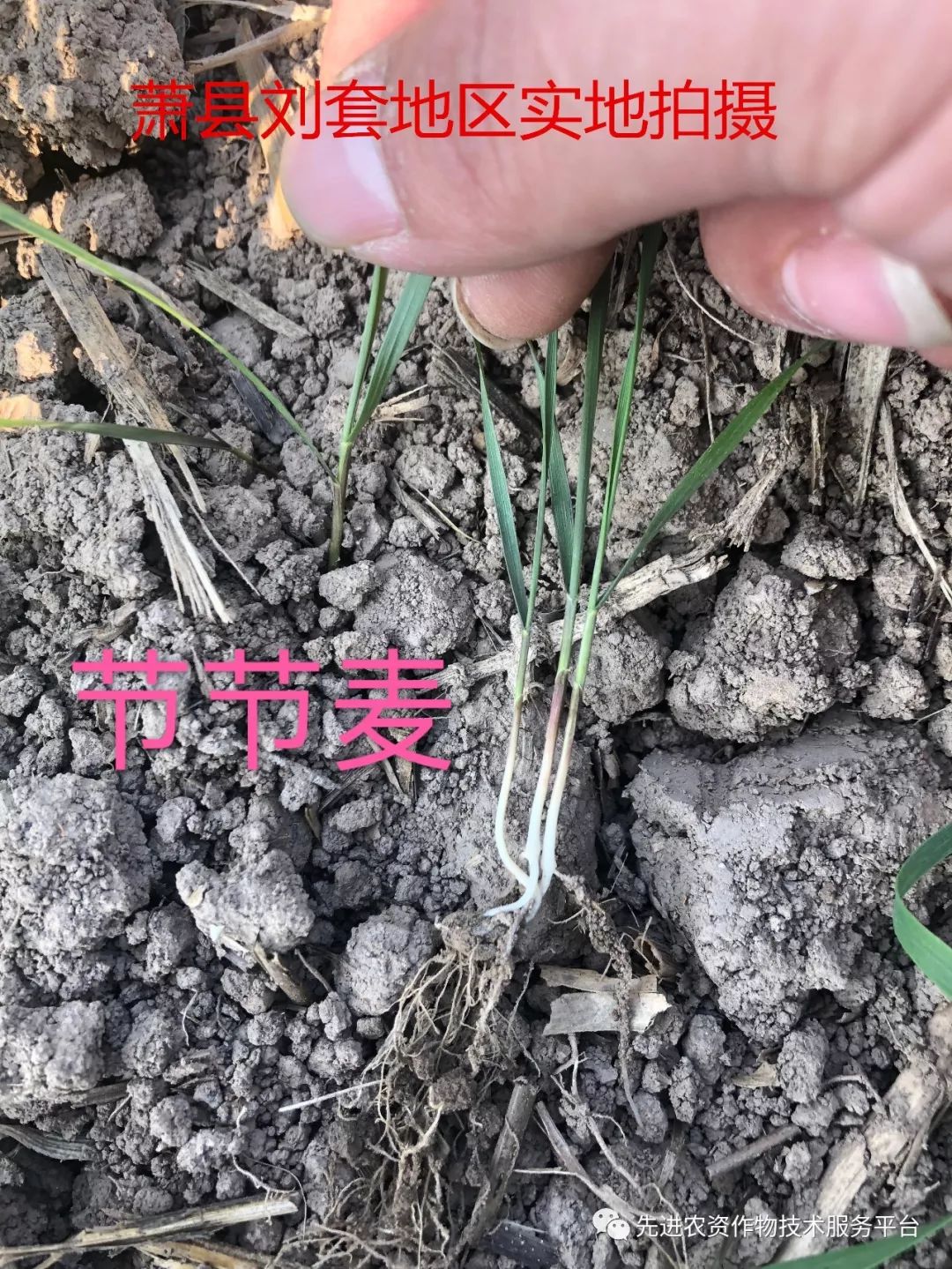 节节麦分蘖期↑节节麦2叶期↑幼苗暗绿色,基部淡紫红色;幼叶初出时卷