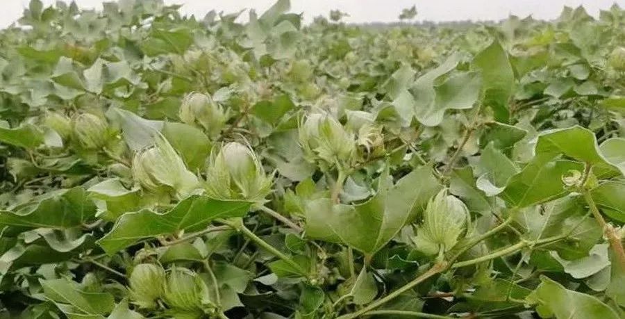 从农资贮备抓起,做好棉花播前准备工作_种子