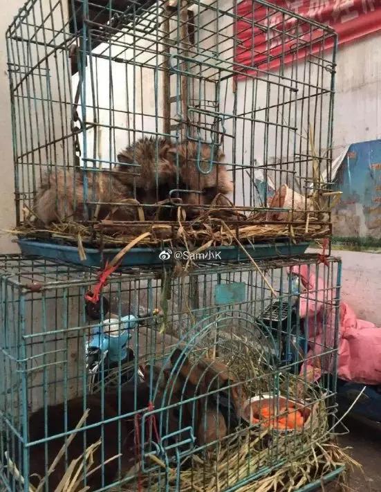 武汉华南海鲜市场罕见照片!触目惊心_野味