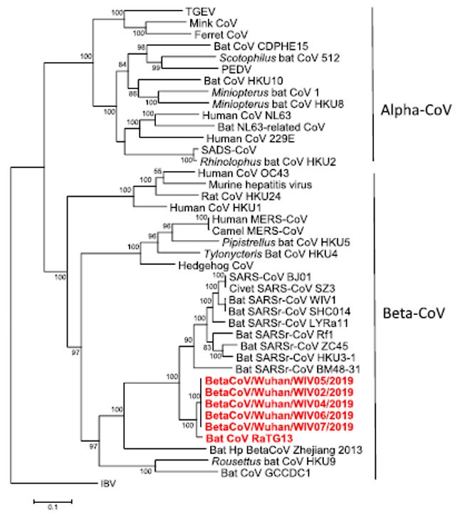 新型冠状病毒是人为改造?无聊而低级的阴谋论!_序列