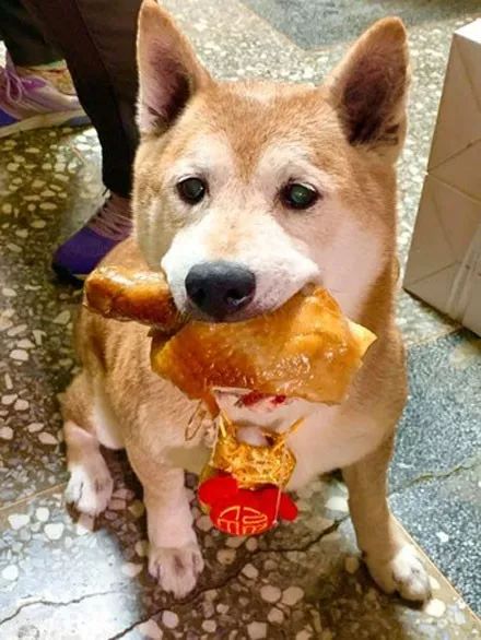 柴犬偷了一根大鸡腿被抓到,它一脸无辜看着主人:今年又失败了!