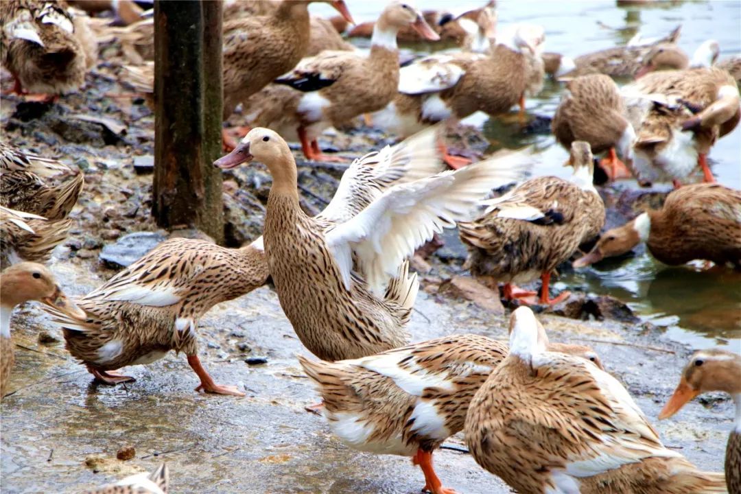 助农公益| 诸暨农场放养土鸭蛋!78元10斤,二环内送货上门!_鸭子