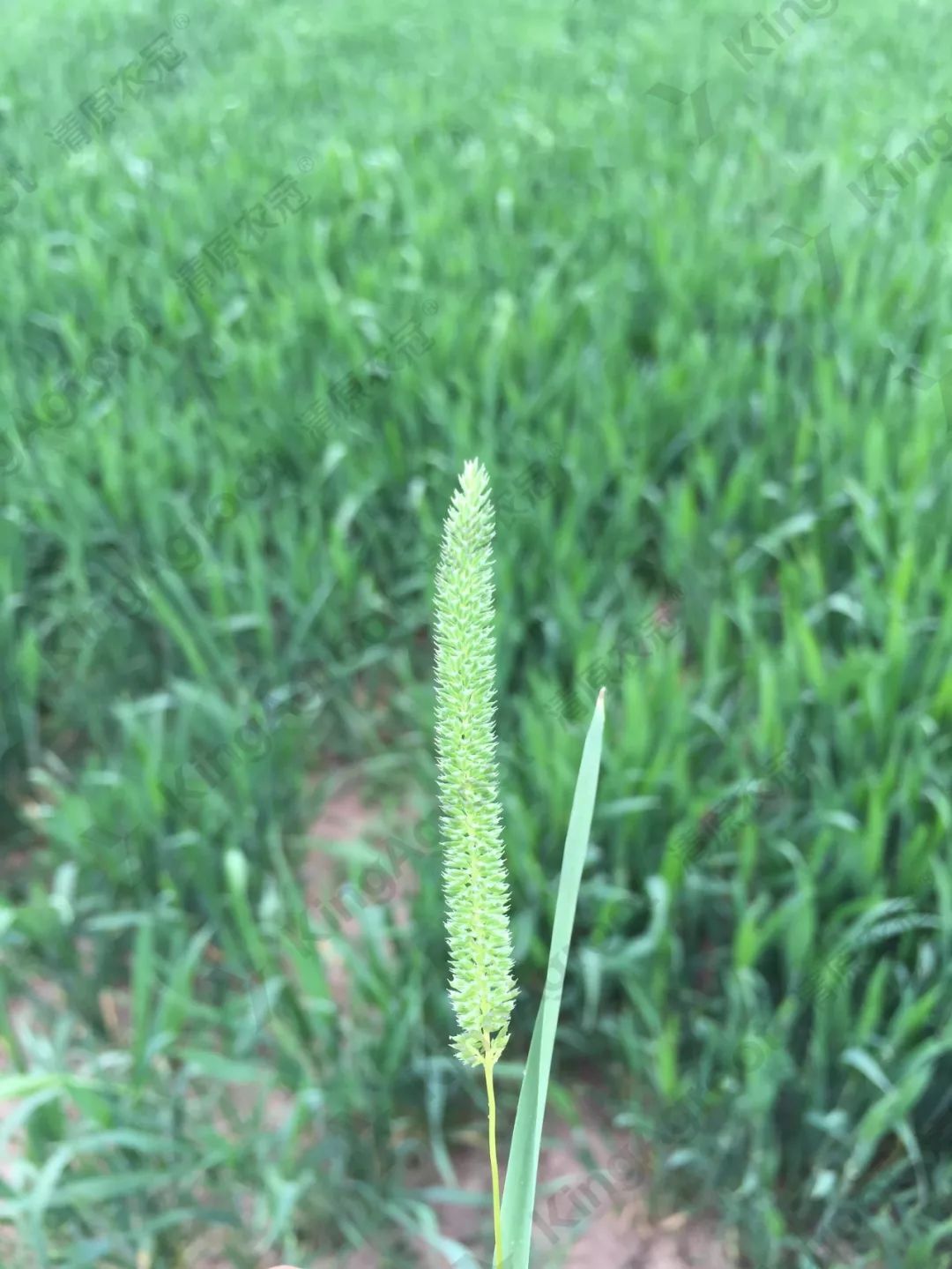 绿色地狱船子草图片