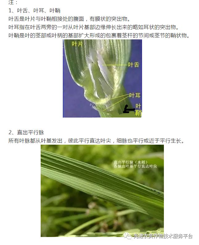 单子叶植物平行脉图片