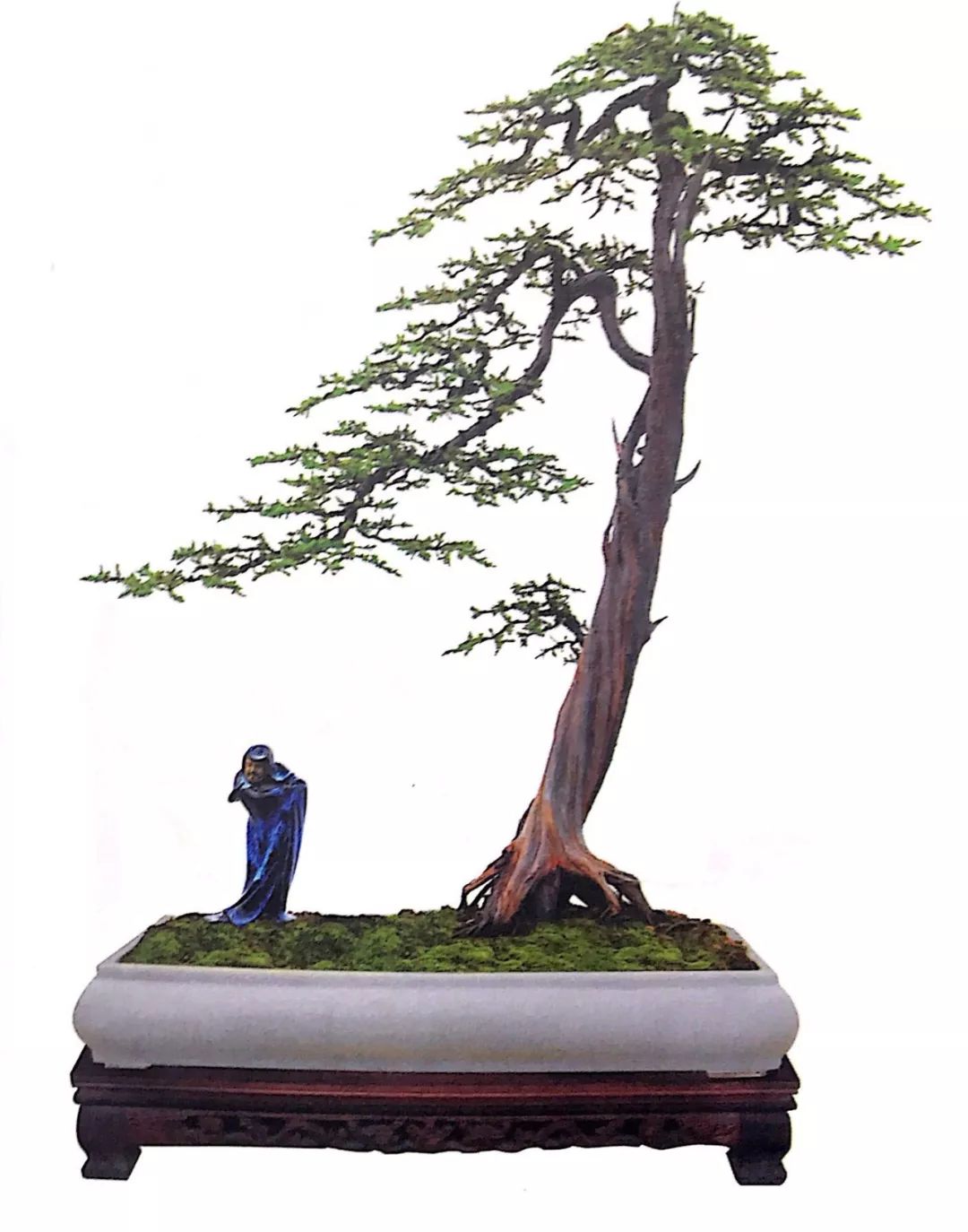 八年光景将一株荒野金弹子制作成文人盆景名为秋意浓