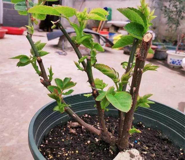 这个冬天有点怪一秒入夏冬剪之后月季竟提前发芽了怎么办