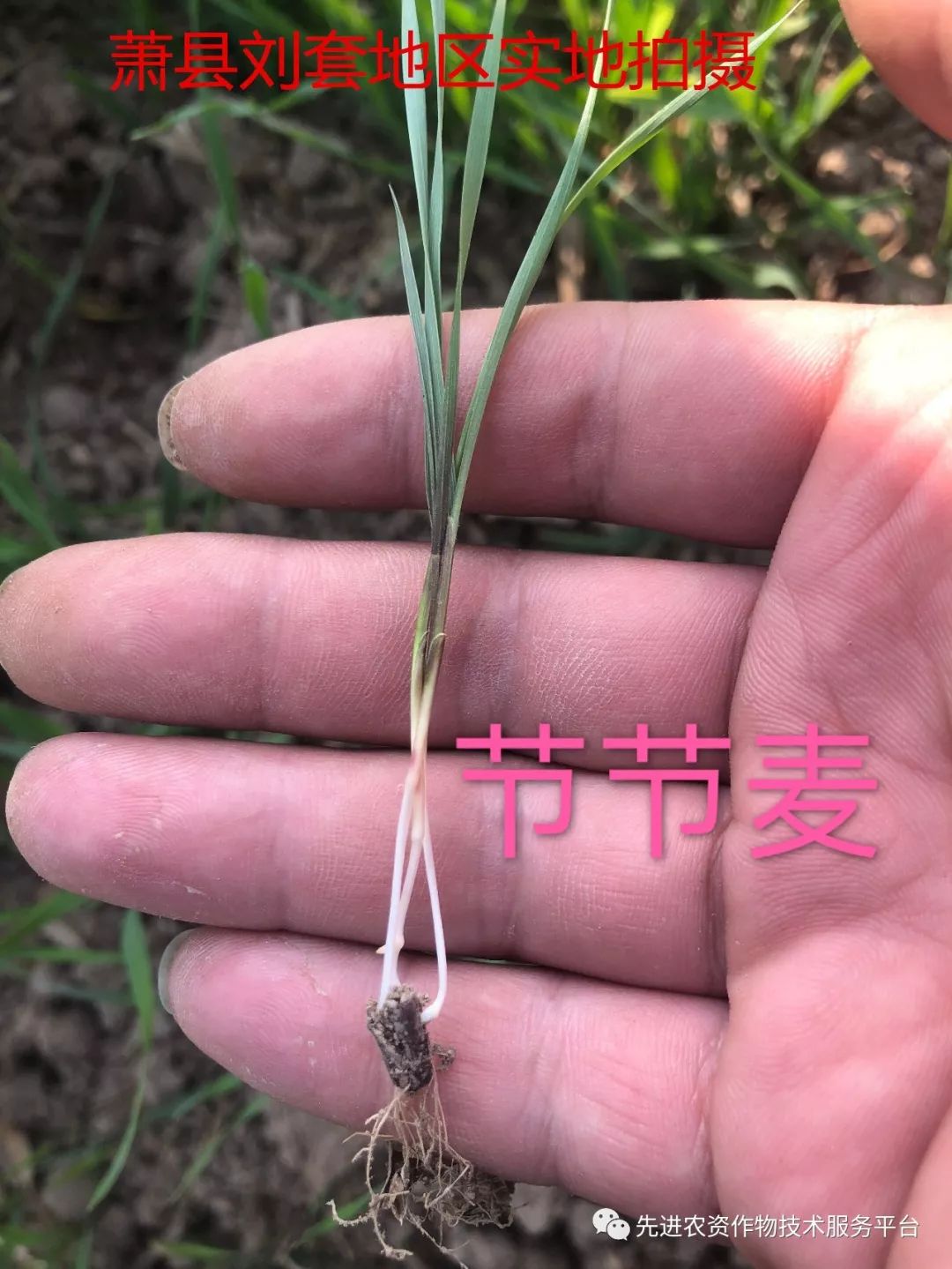 节节麦分蘖期↑节节麦2叶期↑幼苗暗绿色,基部淡紫红色;幼叶初出时卷