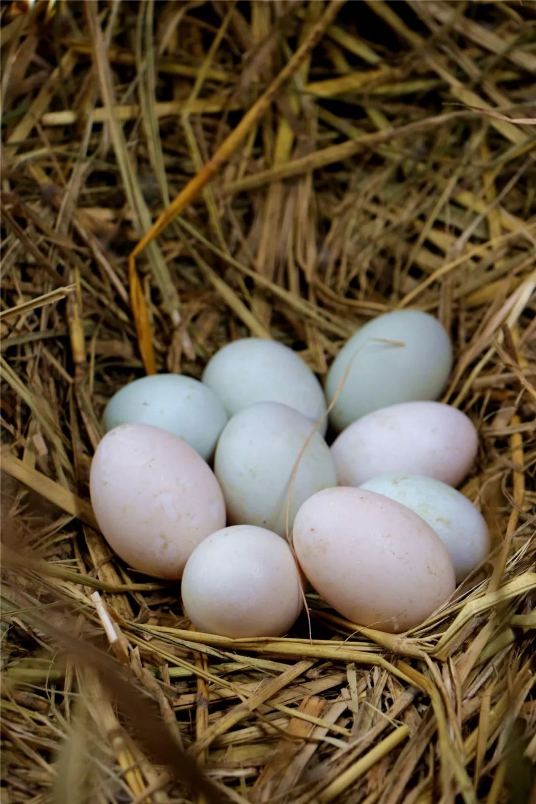 助农公益| 诸暨农场放养土鸭蛋!78元10斤,二环内送货上门!_鸭子