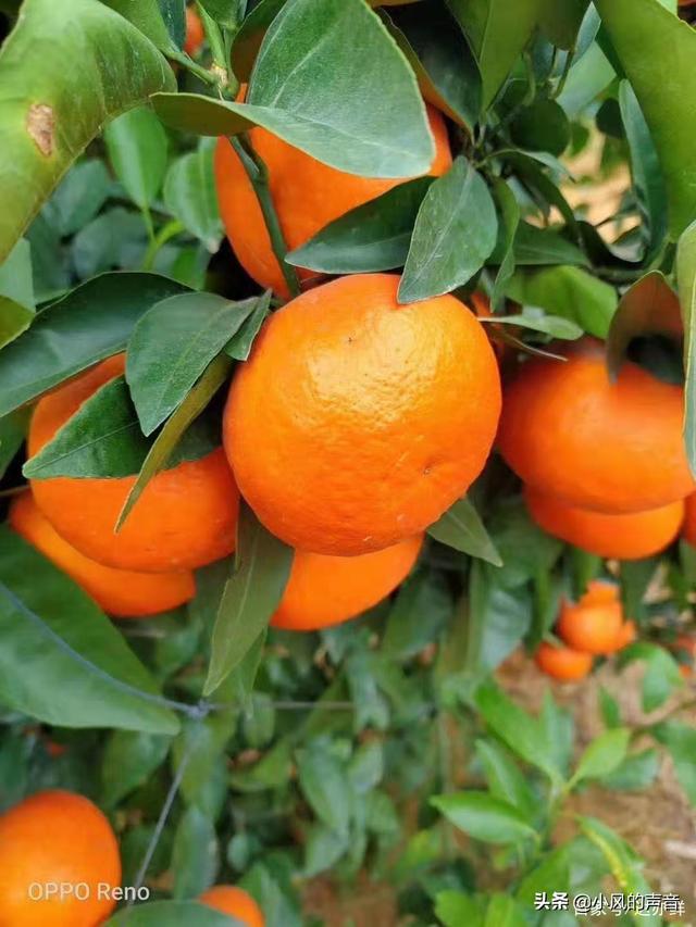 广西武鸣沃柑简介