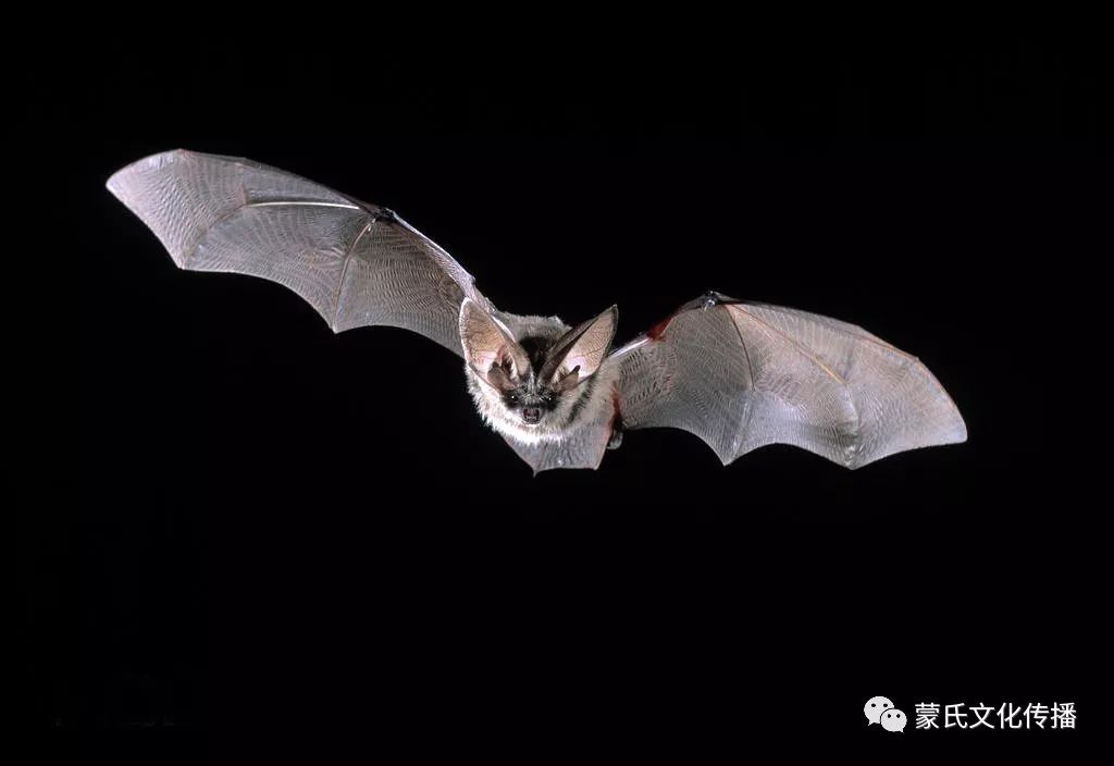 超级病原体蝙蝠的自述人类千万不要吃我