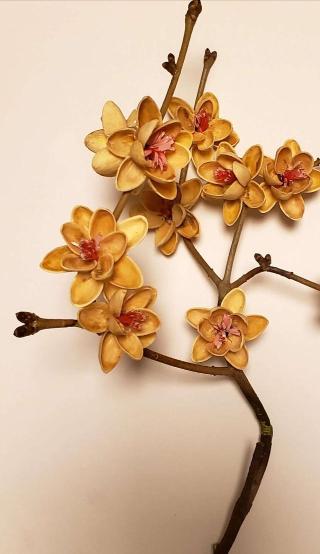 开心果壳加上炮竹纸做的花蕊居然能组合成这样娇俏的"梅花",画面很