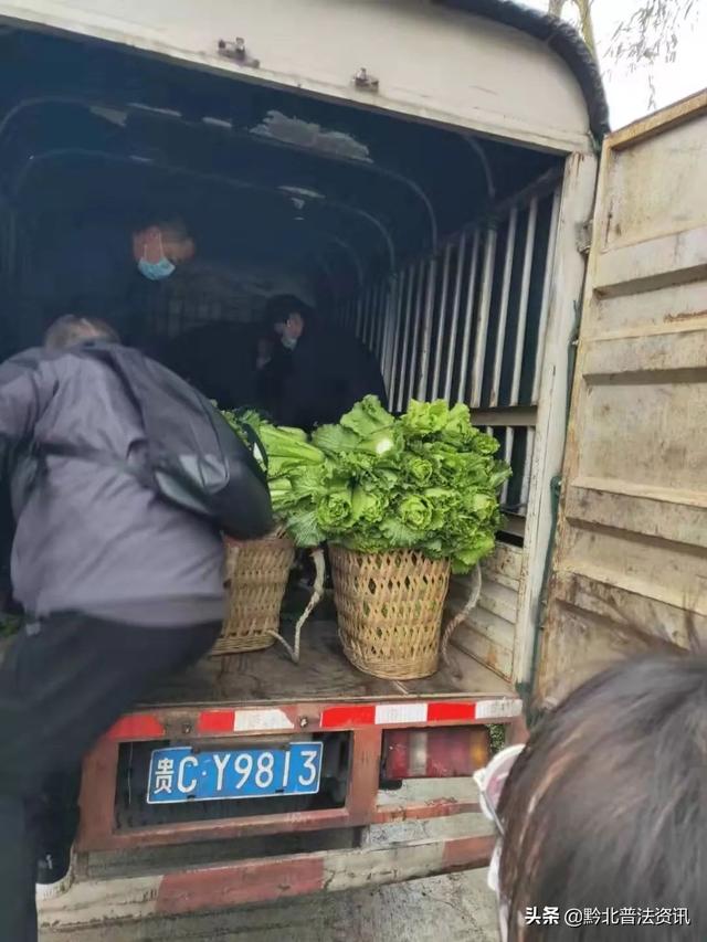 前来帮忙,搞运输的司机李庆辉也把自己的小货车开到了菜地旁免费拉菜