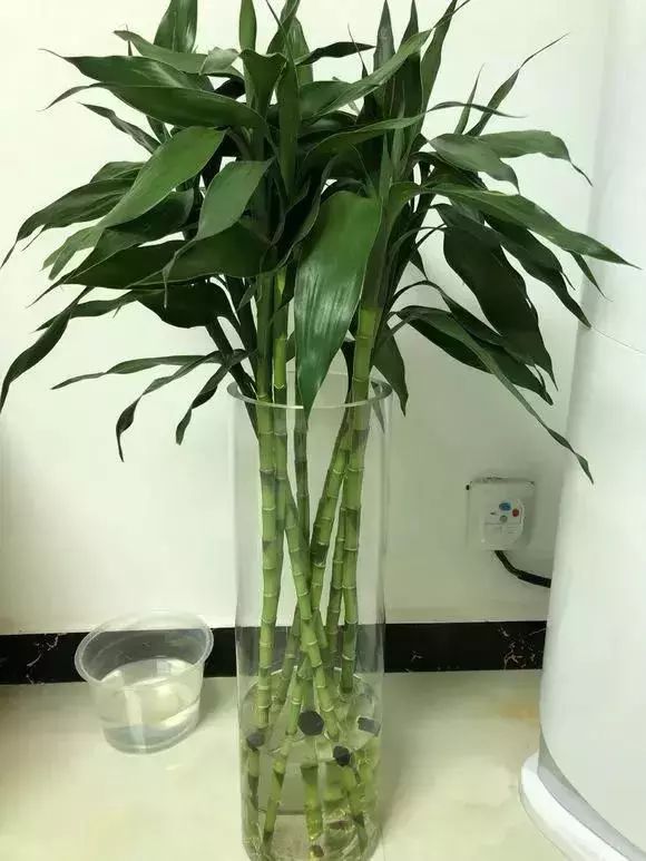 摆放其他的杂物,也不要同时放置金属物品,因为金属会克木,影响招财的