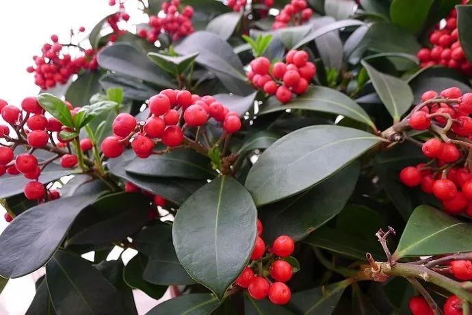 每日一花 | 红玉珠:红果满枝,鲜艳欲滴