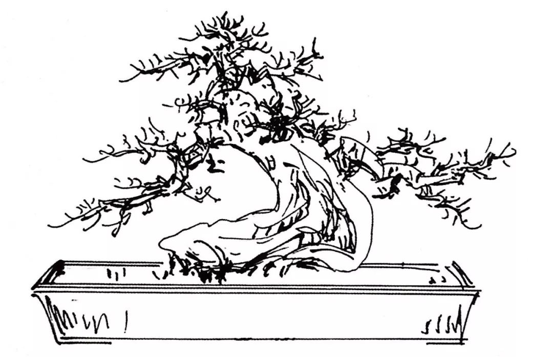 6株桩材绘制盆景设计图曲干式盆景经典造型模版一网打尽