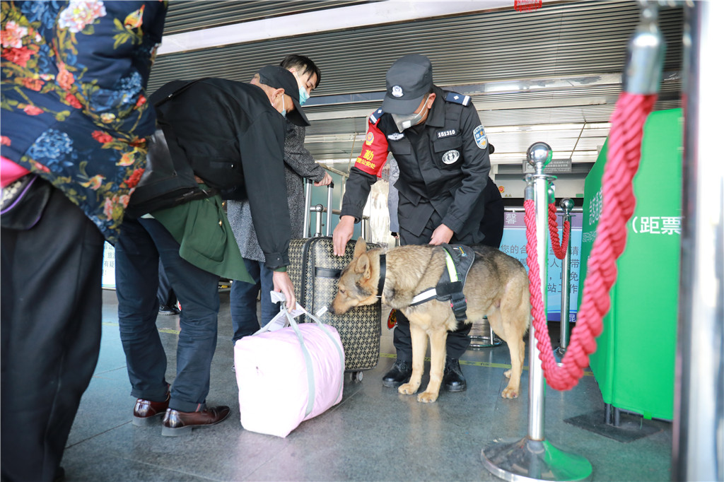 警犬在安检区进行可疑物嗅探参加一线执勤工作的警犬来源:昆明铁路