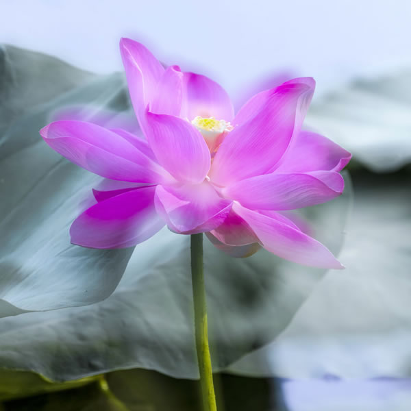 24号,25号,26号,转大运,发旺财,100%特好消息,12月天上掉财