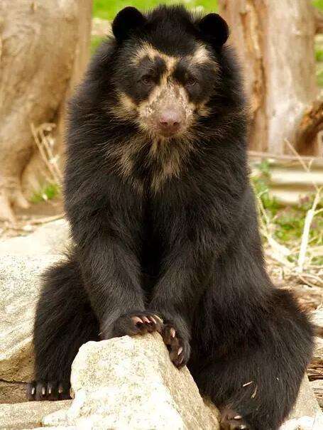 眼镜熊, 国宝的亲戚, 很温顺, 不会到处惹事不袭击人类