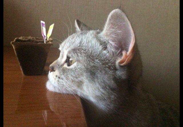 猫咪把头搁在桌子上发呆,压得都有双下巴了!猫:唉,又长胖了!