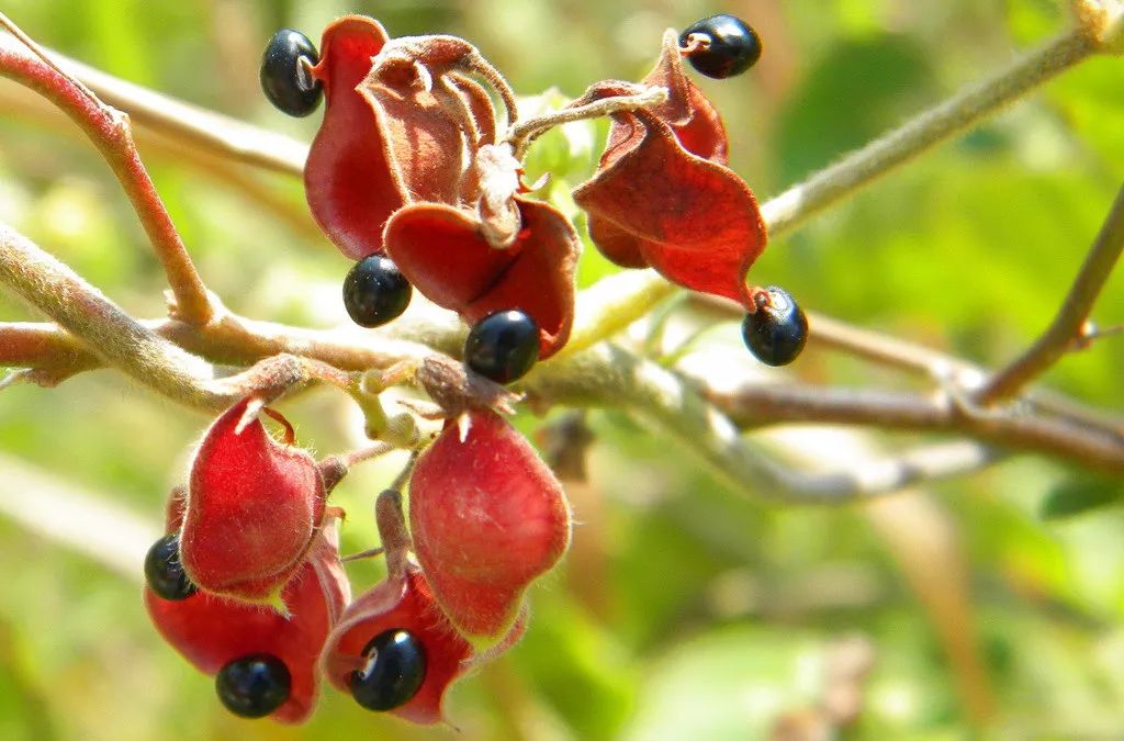 rhynchosia volubilis)豆科鹿藿属植物,老也称为老鼠眼,痰切豆