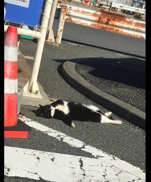 一隻貓四腳朝天的躺在馬路上還以為它死了其實只是在曬太陽