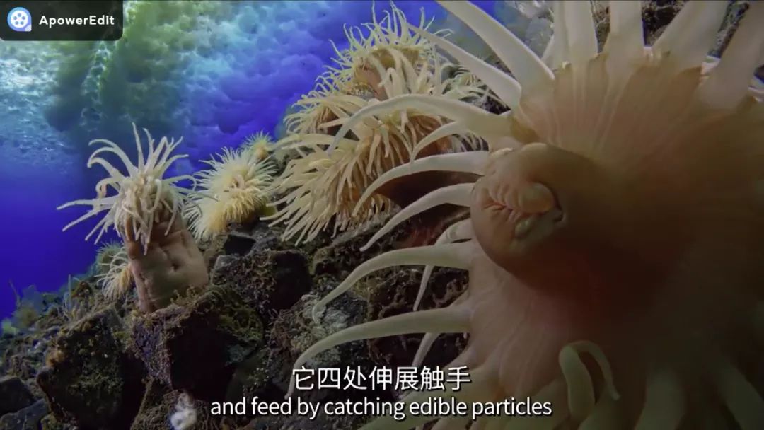 sea anemones may look like plants but actually are animals and