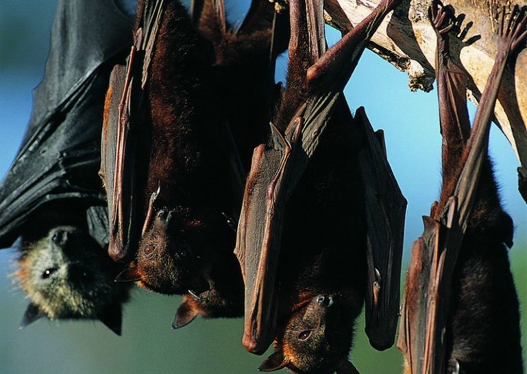 号称世界头号毒王的蝙蝠究竟有多毒