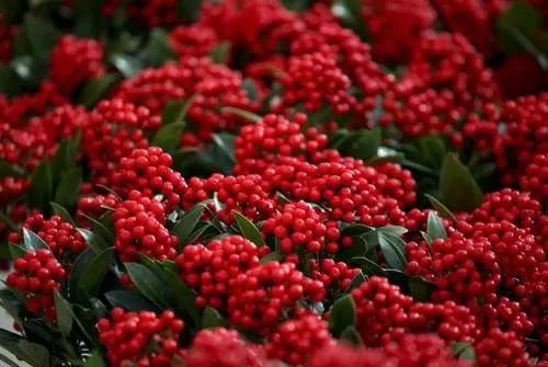 每日一花 | 红玉珠:红果满枝,鲜艳欲滴