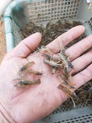 小龙虾养殖苗种选好了今天老师教你虾苗的最佳放苗时间