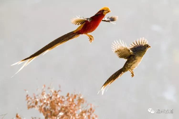 红腹锦鸡,吉祥的精灵,遇见即是幸福!