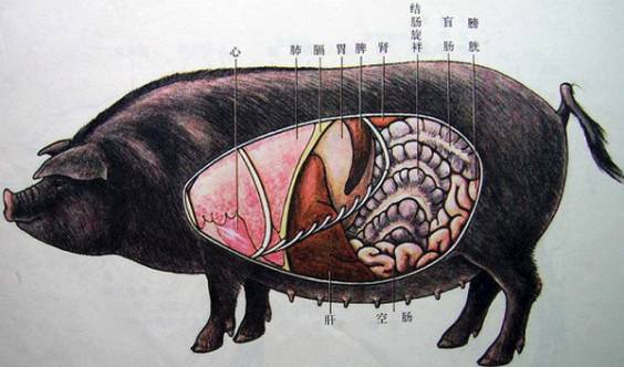 猪身上肾上腺图片图片