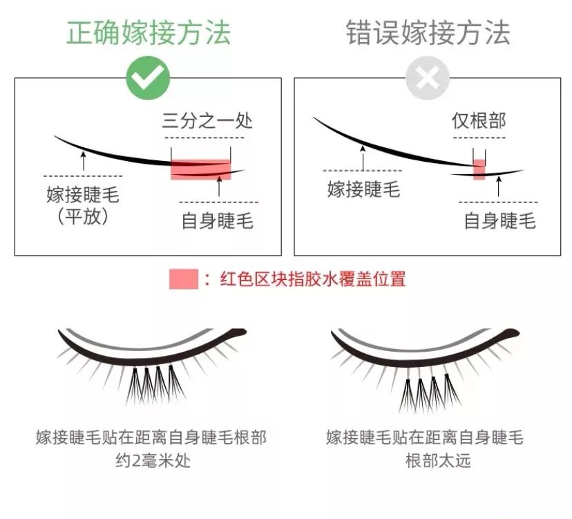 另外值得注意的就是在嫁接是,嫁接睫毛个自身睫毛的距离需要把控好