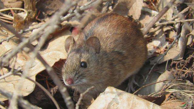许多老鼠的血液随之改变,老鼠吃了杀鼠 灵,血液仍可凝固.