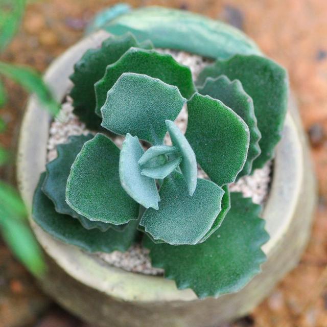 多肉盆景千兔耳栽培与养护技术