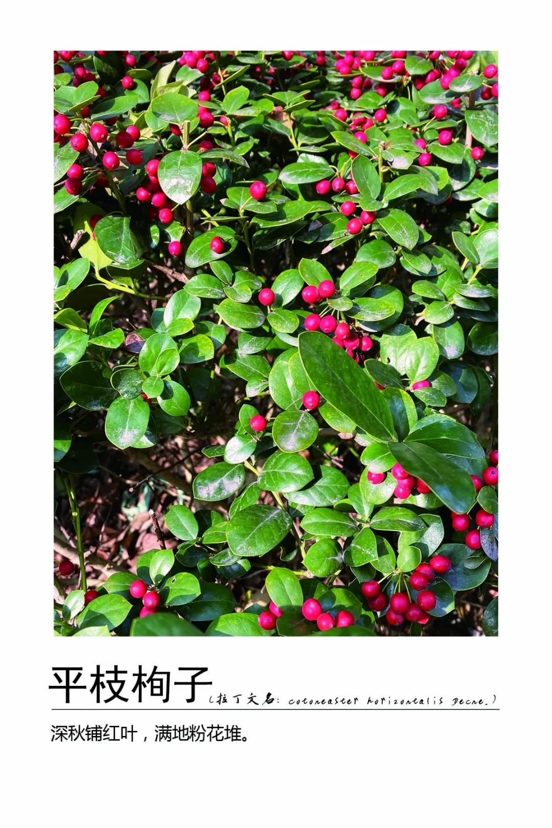 平枝栒子的别名叫铺地蜈蚣,小叶栒子,属蔷薇科栒子属.