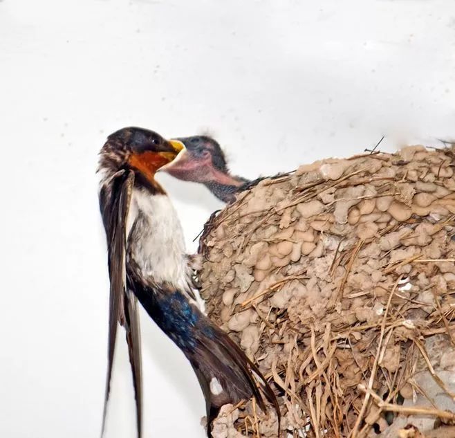 筑巢的小燕子疫情期间的故事疗愈