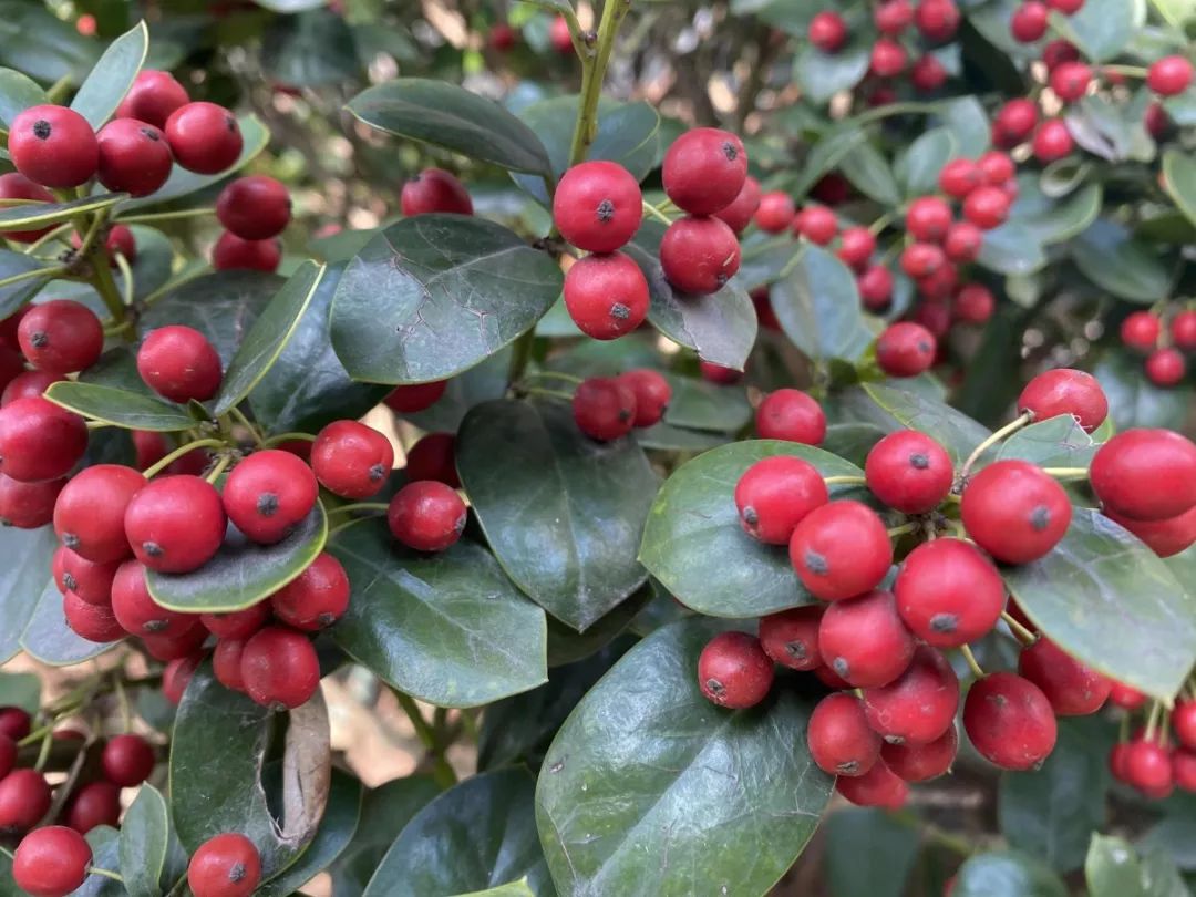 西浦草木三百三十六平枝栒子