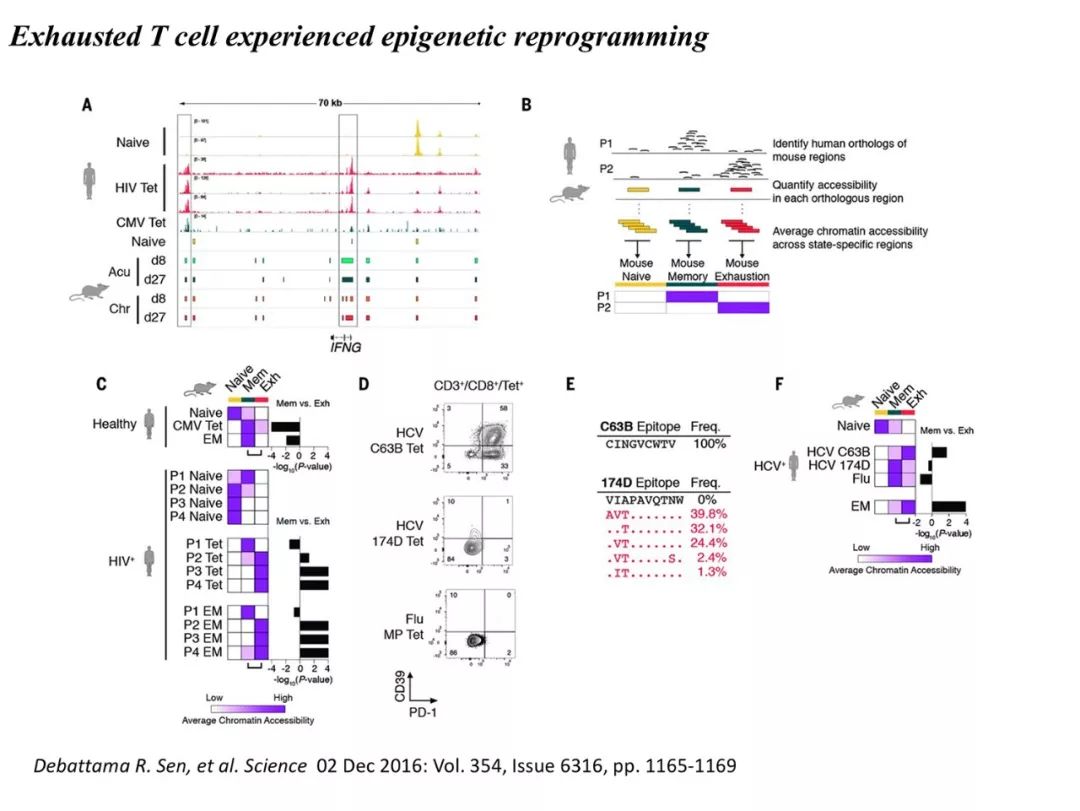 「Journal Club」肿瘤微环境中的T细胞耗竭_cells