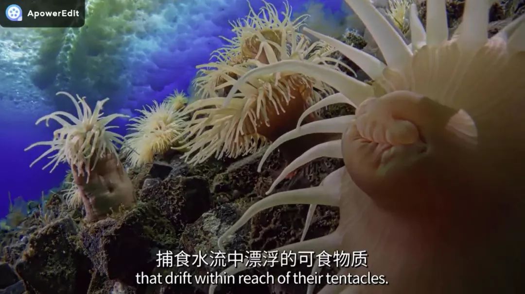 sea anemones may look like plants but actually are animals and