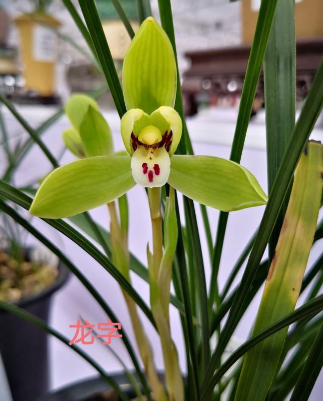 春兰老种水仙瓣龙字鉴赏,龙字叶形有何特征