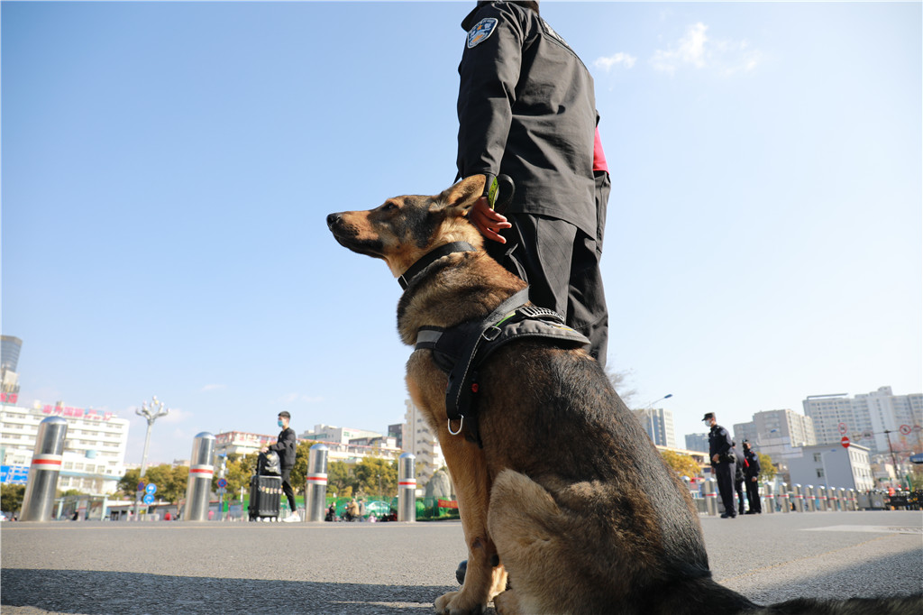 参加一线执勤工作的警犬来源:昆明铁路公安处通讯员: 龙江 周银摄