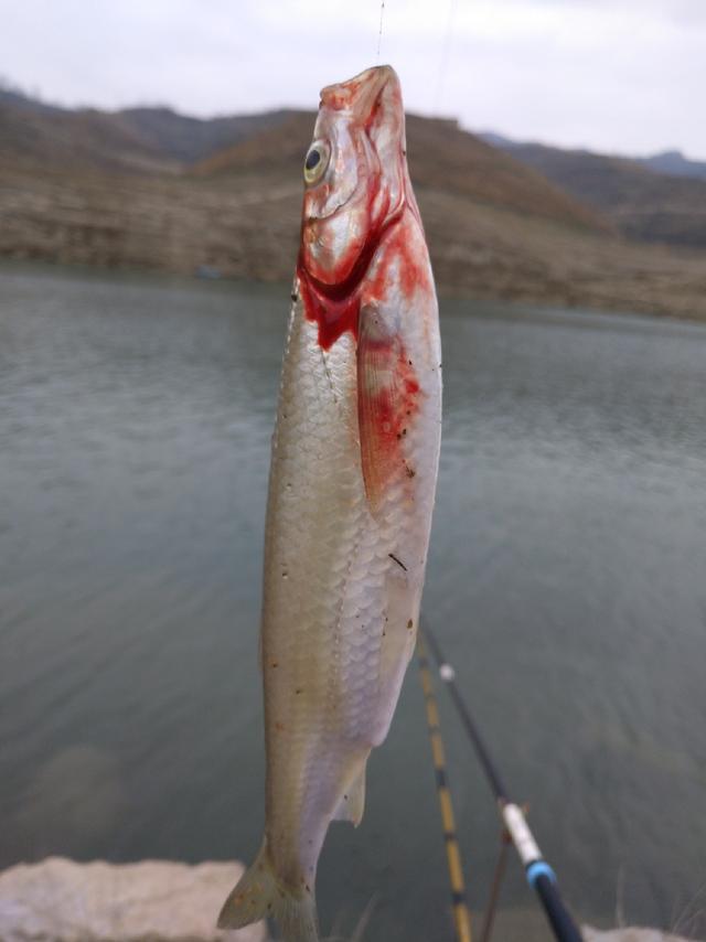 会不会空军我不知道,我只知道重在参军_鲫鱼