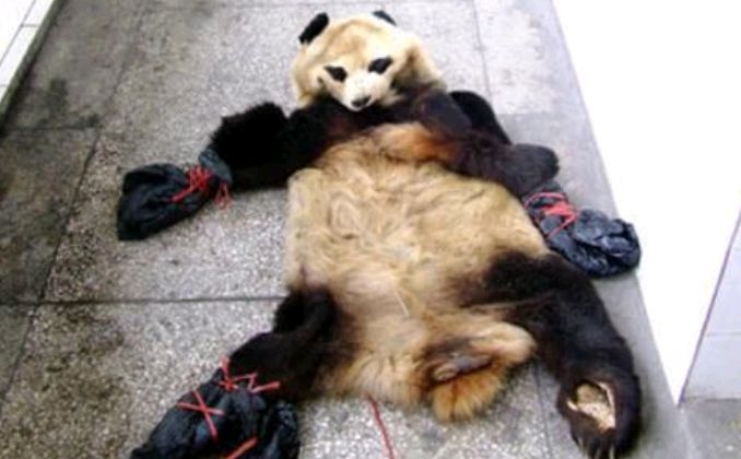 2002年宝兴县猎杀大熊猫案4人铤而走险处理结果令人畅快