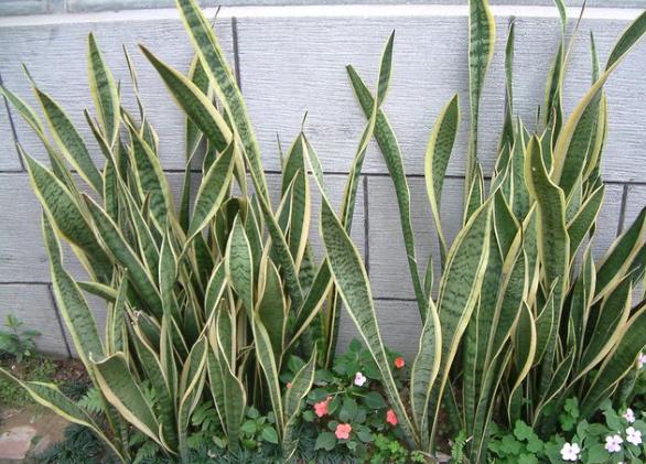 天气转暖养一盆金边虎皮兰镶着金边颜值高真好看