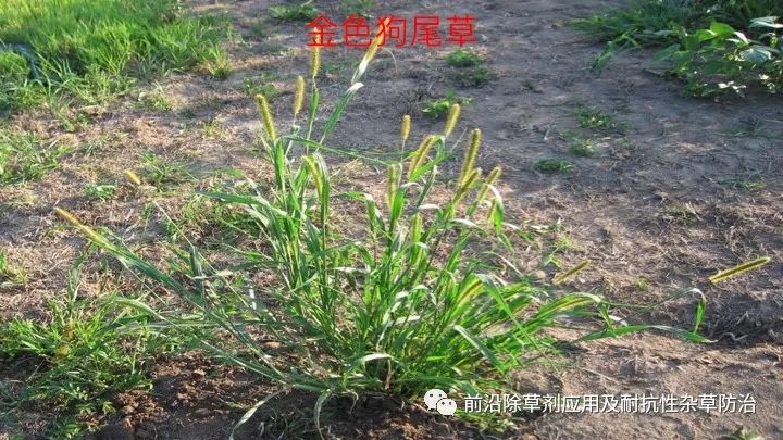 我国玉米田杂草抗性现状及分析