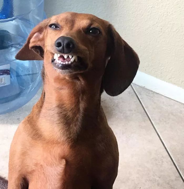狗呲牙图片表情包图片